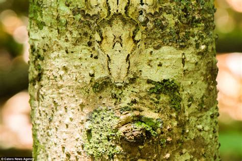  Dendrilla, un maestro del camuflaje que se esconde entre las rocas más vibrantes