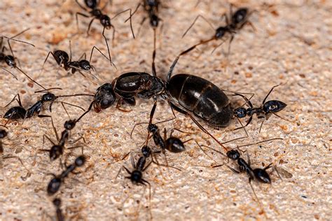  Hormiga de Jardín ¿Una Pequeña Reina Viviendo en un Reino Subacuático?