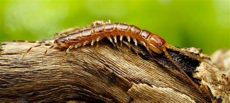  Lithobius: ¿Descubrirás el fascinante mundo de estos depredadores nocturnos con un cuerpo segmentado y muchas patas?