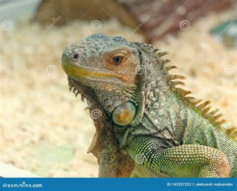  Monitor Lizard: Un Reptil Escamoso que Adora el Calor y Se Desliza Entre la Vegetación