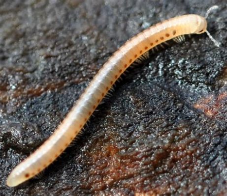  Quijote Millipede: A Miniature Tank Rolling Through Leaf Litter!