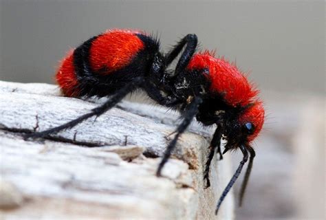  Red Velvet Ant ¿Es una Hormiga o un Escorpión Disfrazado de Atractivo Insectos?