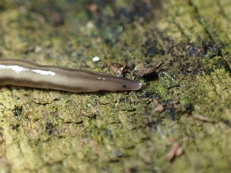  Rhynchodemus! A Tiny Free-Living Flatworm Leading a Life of Aquatic Stealth