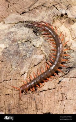  Scolopendra: ¡Una criatura de mil patas que te dejará boquiabierto con su ágil danza en la oscuridad!