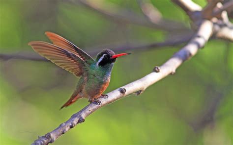   ¡El Xantus's Hummingbird: Un ave diminuta que domina la danza del néctar con una valentía descomunal!