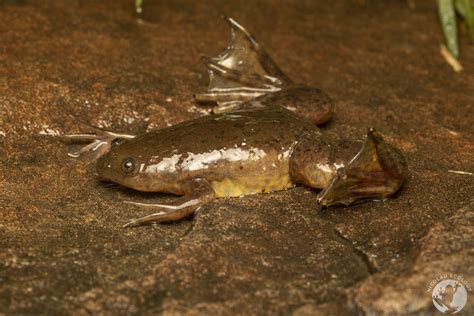  ¿El Xenopus laevis: Una Rana con un Corazón de Investigador? El xenópodo sudafricano, también conocido como rana africana de laboratorio, es una especie de anfibio que ha revolucionado el mundo de la investigación científica.