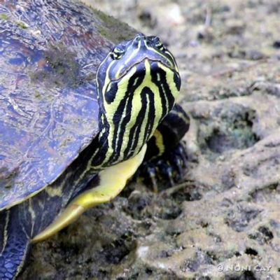  Yellow-Bellied Slider: ¿Un Reptil Acuático Que Disfruta de un Buen Sol?