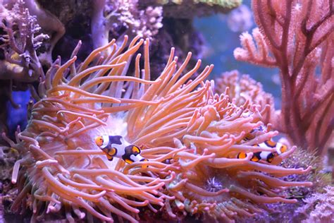  Anemones: ¡Una explosión de color en el fondo marino que se asemeja sorprendentemente a una planta!