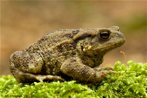  Bufo Bufo: ¡Un Pequeño Sapo con Grandes Defensas contra los Depredadores!