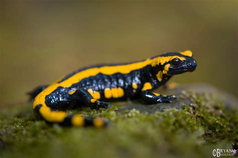 ¡Salamandra de Fuego! Un Anfibio Arbóreo con una Piel Color Caliente y Brillo Metálico