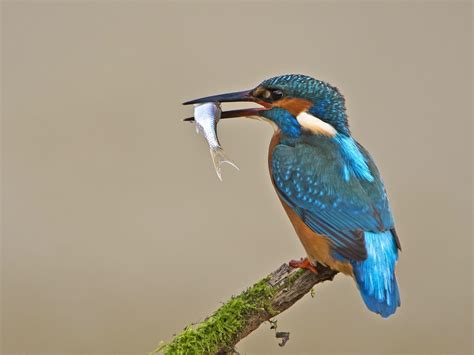  ¿Conoces al Kingfisher? ¡Un ave acuática con plumaje vibrante y habilidades de pesca excepcionales!