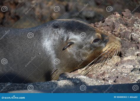  La Liona de la Mar: ¡Un Animal que Flota y Pica con Espectáculo!