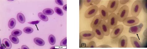  Leucocytozoon: ¡Un parásito microscópico que controla la población de aves!