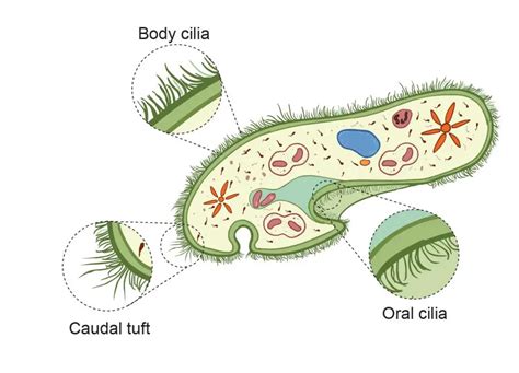  Paramecium: ¿Un maestro de la danza microscópica con cilios que lo impulsan hacia el banquete?