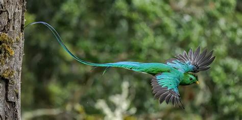  Quetzal: ¿Sabías que este ave resplandeciente es considerada un símbolo de libertad y belleza en muchas culturas?