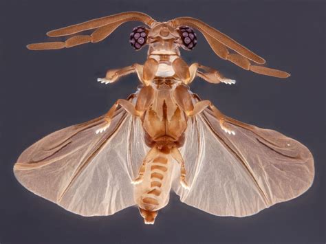  Rhipiphoridae: ¡Descubriendo las maravillas de estos curiosos parásitos con alas!