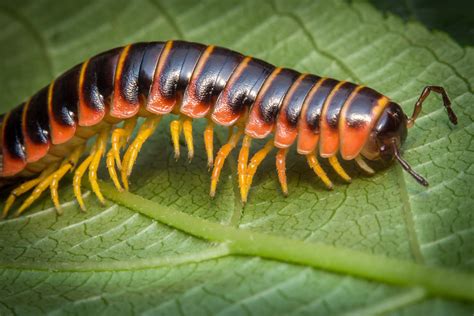  Scolopendra! Un Diplopodo con Más Piernas que un Baile de Flamenco