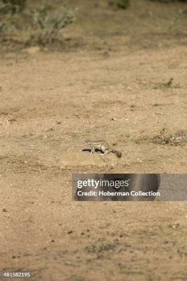  Suricate: ¡Una colonia de pequeñas joyas excavando secretos en la arena africana!