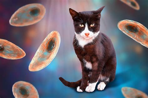 Toxoplasma gondii: Un Parásito Cunning Que Puede Controlar Mentes ¡Y Que Se Encuentra En Tu Gato Doméstico!