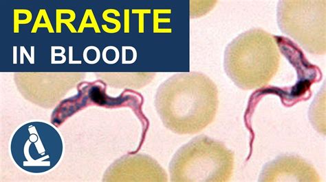  Trypanosoma! Un Parásito Microscópico con un Viaje Extraordinario por el Cuerpo de sus Huéspedes