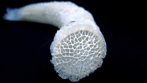  Venus Flower Basket ¡Un Intrincado Laberinto de Hilo Natural que Se Alza desde las Profundidades del Océano!