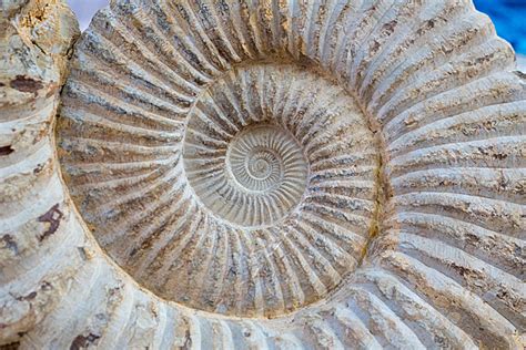  Volvate: Un Caracol de Jardín con una Concha en Forma de Espiral que Recuerda a la Antigua Grecia