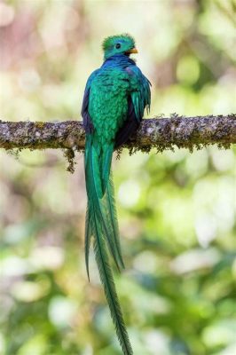  ¿Quién sabía que un ave como el Quetzal podía volar tan alto con plumas tan brillantes? Un ave tropical de plumaje iridiscente que te dejará sin aliento