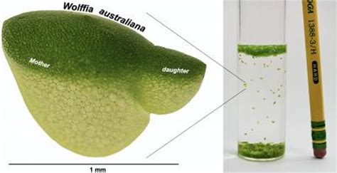  Wolffia: ¡El diminuto gigante del mundo acuático que desafía la lógica vegetal!