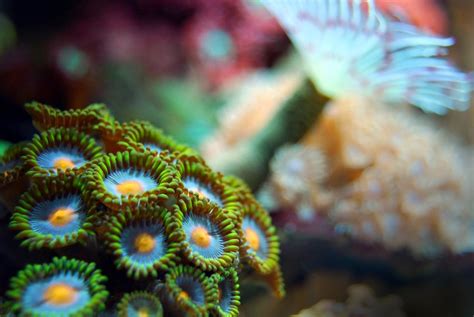  Zoanthid: ¿Un coral que se parece más a una flor que a un animal?